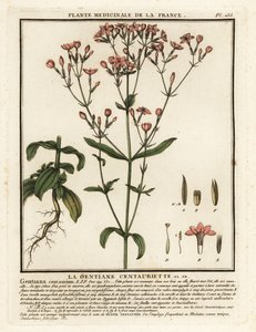 Gewone duizendguldenkruid, Centaurium erythraea