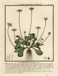 Madeliefje, Bellis perennis