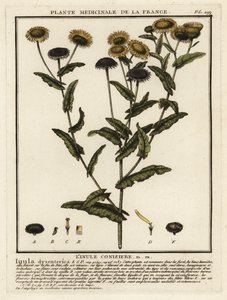 Gewone vlooienkruid, Pulicaria dysenterica