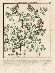 Duivenkervel, Fumaria officinalis