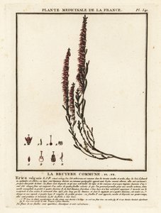 Gewone heide, Calluna vulgaris door Unbekannter Künstler
