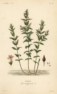 Gratiola of genadegras, Gratiola officinalis door Unbekannt