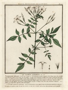 Gewone jasmijn, Jasminum officinale door Unbekannter Künstler