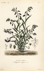 Gewone vleugeltjesbloem, Polygala vulgaris