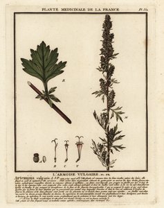 Bijvoet, Artemisia vulgaris