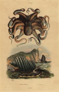 Gewone octopus, Octopus vulgaris 1, en zeeslak, Dicathais orbita 2 door Unbekannt