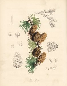 Gewone of Europese lariks - Witte lariksboom, Larix decidua (Larix europaea), blad, tak en dennenappel. Handgekleurde zinkografie door C. Chabot getekend door Miss M. A. Burnett uit haar Plantae Utiliores: or Illustrations of Useful Plants, Whittaker, Lond door Unbekannter Künstler