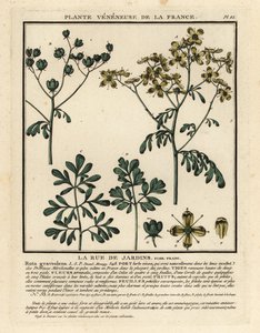 Wijnruit, Ruta graveolens