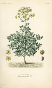 Gewone wijnruit of genadekruid, Ruta graveolens, Rue officinale door Unbekannt