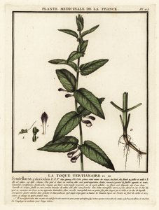 Gewone helmkruid, Scutellaria galericulata door Unbekannter Künstler