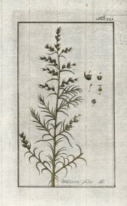 Gewone soda (Salsola soda). Lithografie uit 