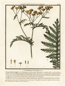 Gewone boerenwormkruid, Tanacetum vulgare door Unbekannter Künstler