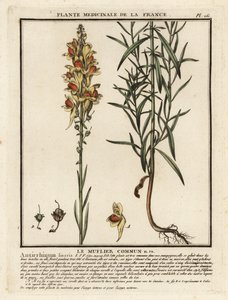 Vlasbekje, Linaria vulgaris door Unbekannter Künstler