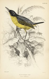 Gewone tody-vliegenvanger, Todirostrum cinereum (Zwartkop tody, Todus melanocephalus). Handgekleurde staalgravure door William Lizars naar een illustratie door William Swainson uit Sir William Jardine