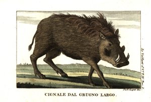 Gewone wrattenzwijn, Phacochoerus africanus. Uit Francois Le Vaillant (Levaillant door Unbekannter Künstler