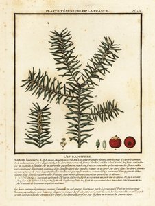 Gewone taxus of Engelse taxus, Taxus baccata door Unbekannter Künstler
