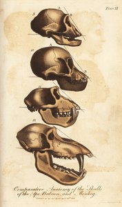 Vergelijkende anatomie van de schedels van de aap, baviaan en aap