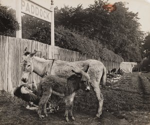 Compositie van twee ezels, ca. 1909