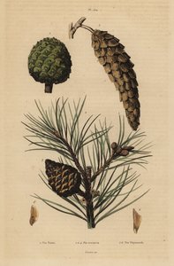 Kegels van steenden, Pinus pinea, rode den, Pinus resinosa, en Weymouth-den, Pinus strobus