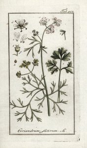 Koriander (Coriandrum sativum). Lithografie uit 