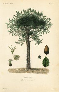 Kurkeik, Quercus suber