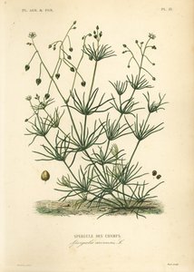 Koren spurrie, Spergula arvensis, Spergule des champs