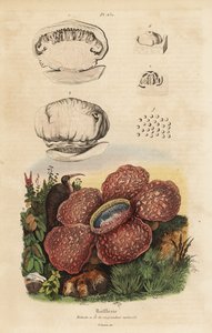 Lijkbloem of rafflesia, Rafflesia arnoldii