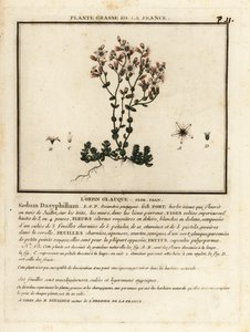 Corsicaans vetkruid, Sedum dasyphyllum