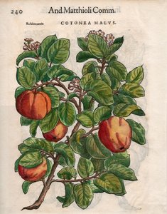 Cotonea Malvs. uit Pietro Andrea Mattioli