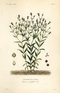Koeherb, Vaccaria hispanica, Vaccaria sessilifolia, Saponaire des Vaches door Unbekannt