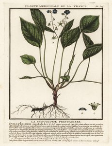 Kruipende navelkruid, Omphalodes verna door Unbekannter Künstler