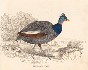 Kuifparelhoen, Guttera pucherani (Numida cristata). Handgekleurde staalgravure uit Georg Friedrich Treitschke