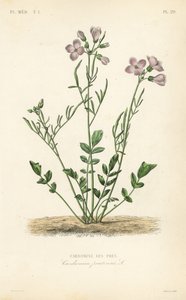 Pinksterbloem door Unbekannt