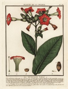 Gecultiveerde tabak, Nicotiana tabacum