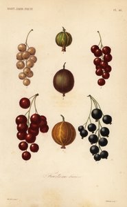 Bessen en bessen, fruits en baies