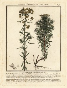Cipreswolfsmelk, Euphorbia cyparissias
