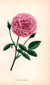 De la Grifferaie roos, hybride van de Rosa multiflora, verscheen op de markt rond 1846. Chromolithografie getekend en gelithografeerd naar de natuur door F. Grobon uit Hippolyte Jamain en Eugene Forney
