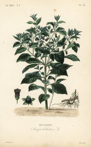 Wolfskers, Atropa belladonna, Belladone