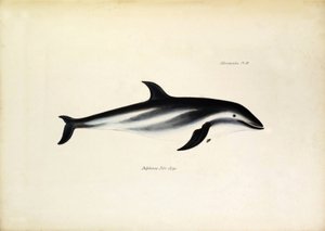 Delphinus Fitz-Royi Zwarte dolfijn of Fitzroy naar de naam van kapitein Robert Fitzroy van de Beagle. Plaat uit 