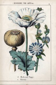 Beschrijving van een medicinale papaver met witte bloem en blauwe chicoreibloem. Chromolithografie in 