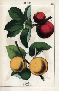 Beschrijving van fruit: rode appels en abrikozen. Chromolithografie in 