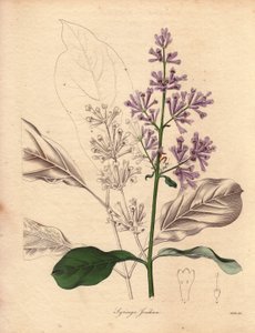 Beschrijving van de Hongaarse sering (Syringa josikaea), inheems in centraal en oostelijk Europa. Illustratie door Miss R. Mills (actief 1836-1842), in The Botanist, serie door Benjamin Maund in vijf delen, gepubliceerd tussen 1836 en 1842. Dit werk is ber door Unbekannter Künstler