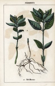 Beschrijving van de jaarlijkse mercuriale, plant bloemen, vruchten en wortels.