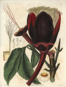 Beschrijving van de grote donkerbruine bloem van een pecanboomplant, die eetbare noten produceert, pecannoten. Plant afkomstig uit Zuid-Amerika. Illustratie door Wiliam Jackson Hooker, Britse botanicus en schrijver, professor aan de Universiteit van Glas