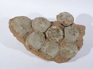 Dinosauruseieren, gevonden in de provincie Henan, China, Boven-Krijt periode door Unbekannt