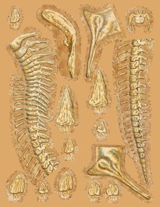 Dinosaurusbots op gekleurde achtergrond, close-up door Unbekannt
