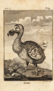 Dodo, Raphus cucullatus, uitgestorven vogel