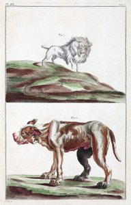Honden door Unbekannt