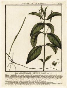 Hondskruid, Mercurialis perennis door Unbekannter Künstler