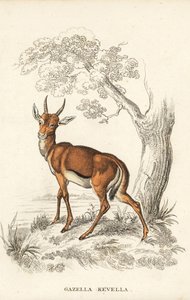 Dorcasgazelle, Gazella dorcas (gewone kevel, Gazella kevella). Kwetsbaar. Naar een illustratie van James Stewart. Handgekleurde lithografie uit Georg Friedrich Treitschke